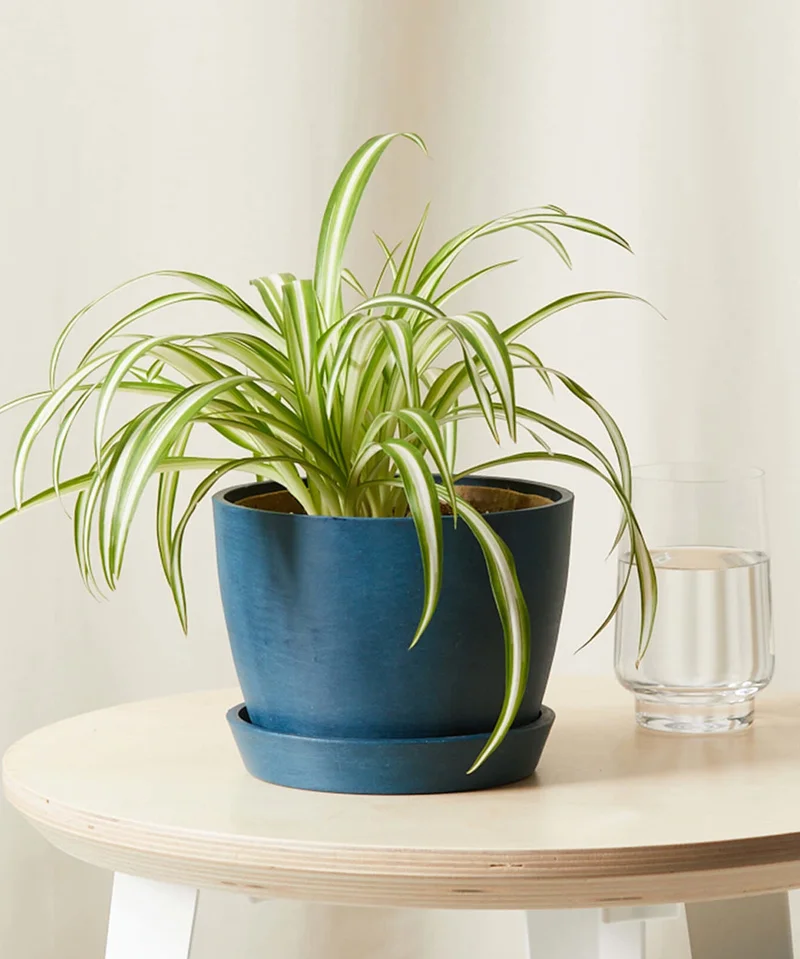 Image of Spider Plant