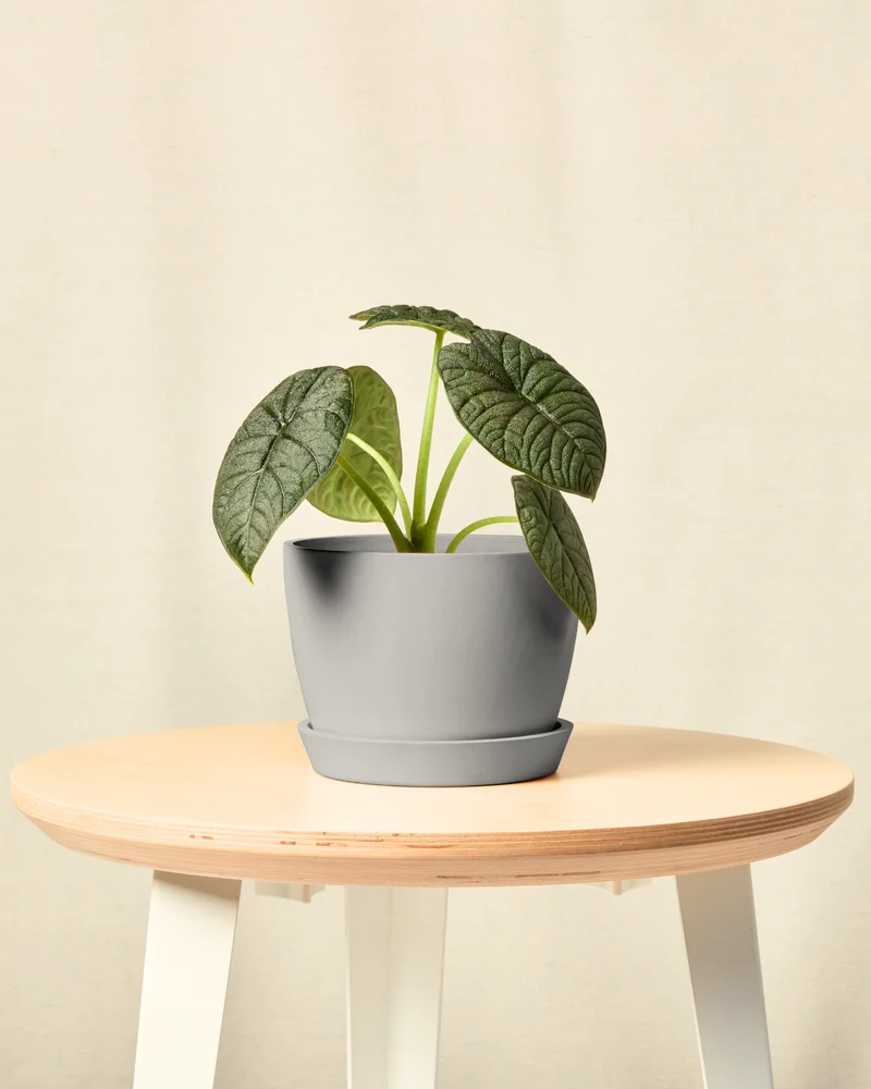 Image of Alocasia Melo