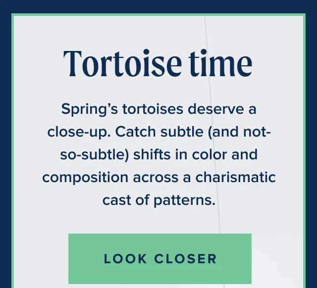 Tortoise time