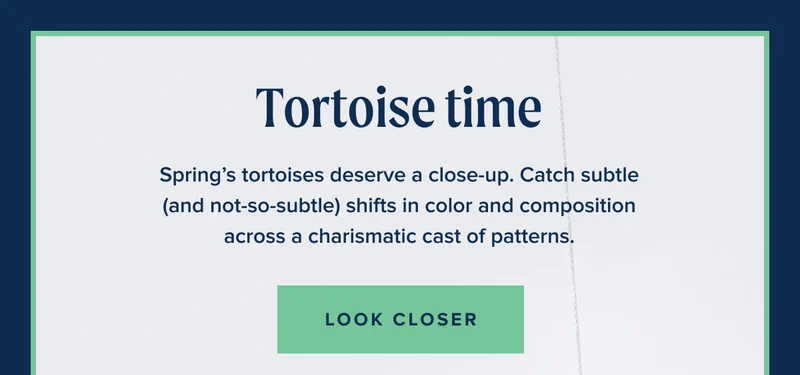 Tortoise time