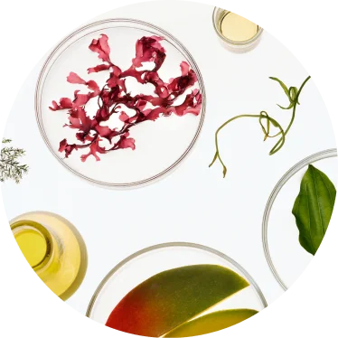 Petri dish showing active ingredients.