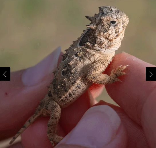 Institutions like the Fort Worth Zoo have successfully bred thousands of adorable baby lizards like this one, returning many of them to Mason Mountain, a protected space in the Texas Hill Country. This year, Fort Worth released a record-breaking number of lizards.