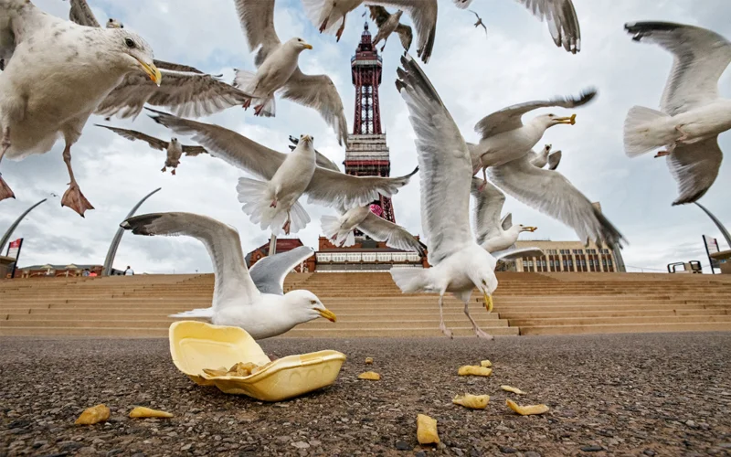 Herring gulls (Larus argentatus) feeding on discarded chips in Blackpool, United Kingdom.