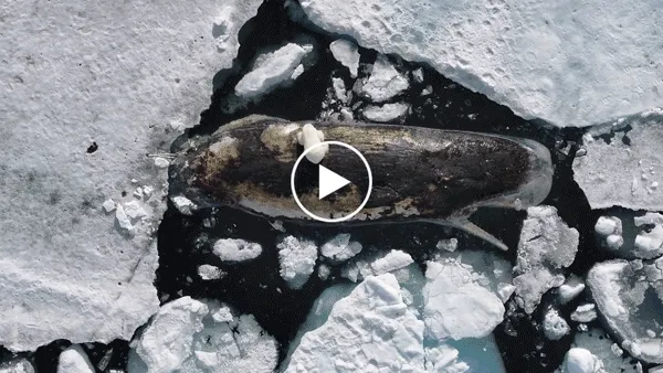 GIF of a polar bear scavenging on top of a whale.