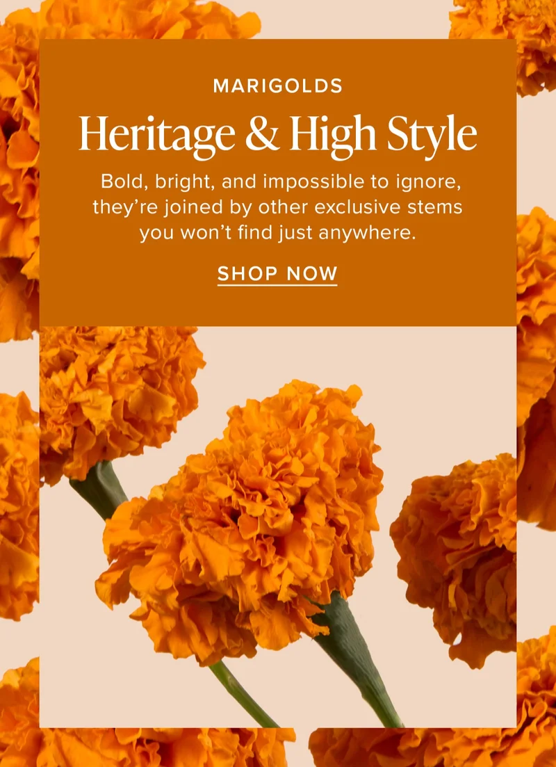 Marigolds: Heritage & High Style. Bold, bright, and impossible to ignore, they're joined by other exclusive stems you won't find just anywhere. Shop Now.
