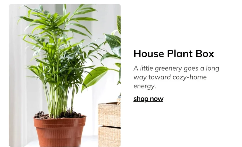 House Plant Box