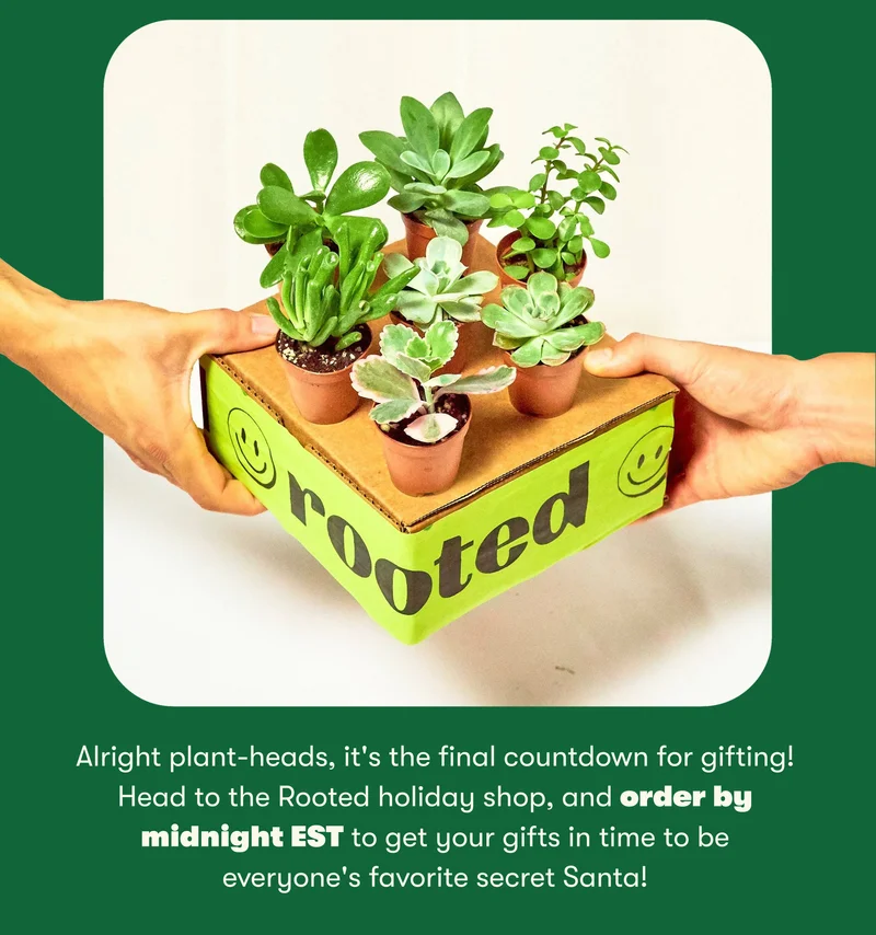 Alright plant-heads, it's the final countdown for gifting! Head to the Rooted holiday shop, and order by midnight EST to get your gifts in time to be everyone's favorite secret Santa! Shop all gifts