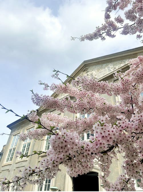 Cherry blossoms outside Designmuseum Denmark