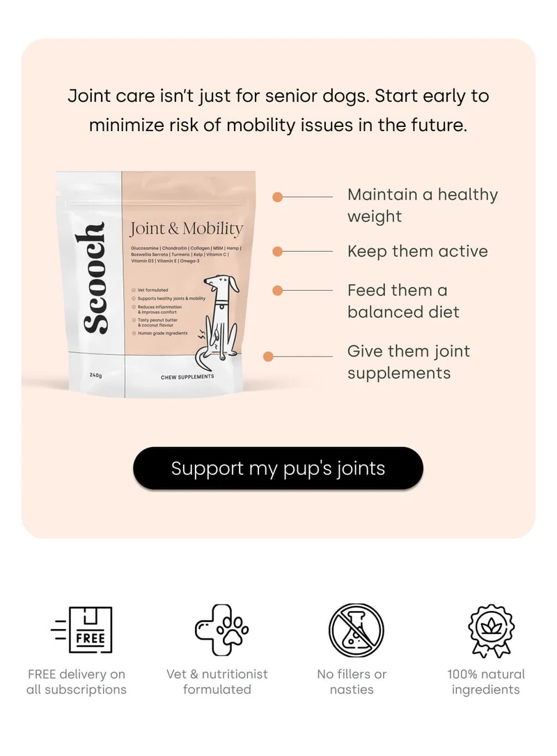 Joint care isn’t just for senior dogs. Start early to minimize risk of mobility issues in the future. - Support my pup's joints