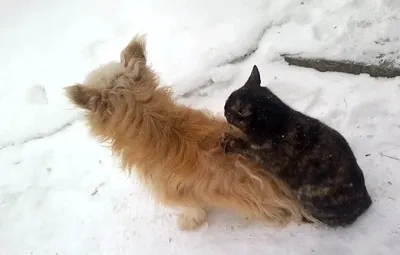 A dark cat scratches a fluffy dogs back in the snow