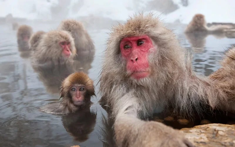 These Japanese macaques stay warm by taking a dip in natural hot springs.