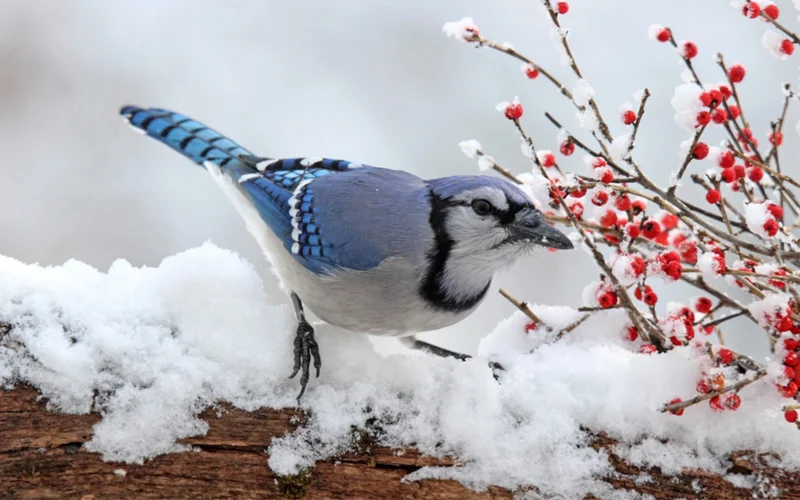 A blue jay munches on winter berries in Massachusetts.