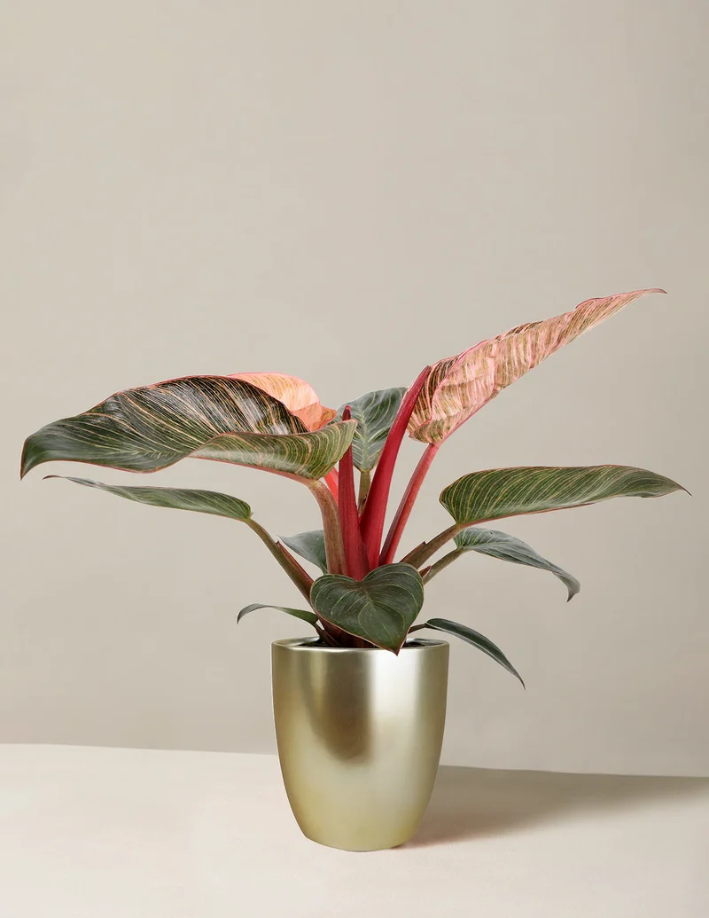 Philodendron Pink Bikini in a gold planter