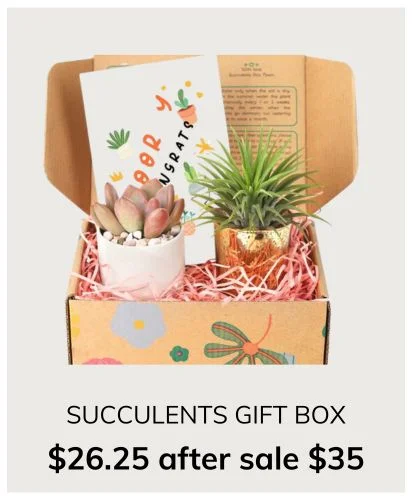 Gift Box - 1 Airplant & 1 Succulent, Live Plant Christmas Holiday Gift Ideas