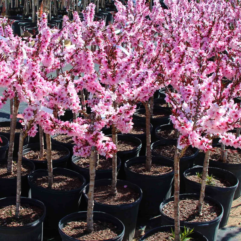 Image of Bonfire Patio Peach