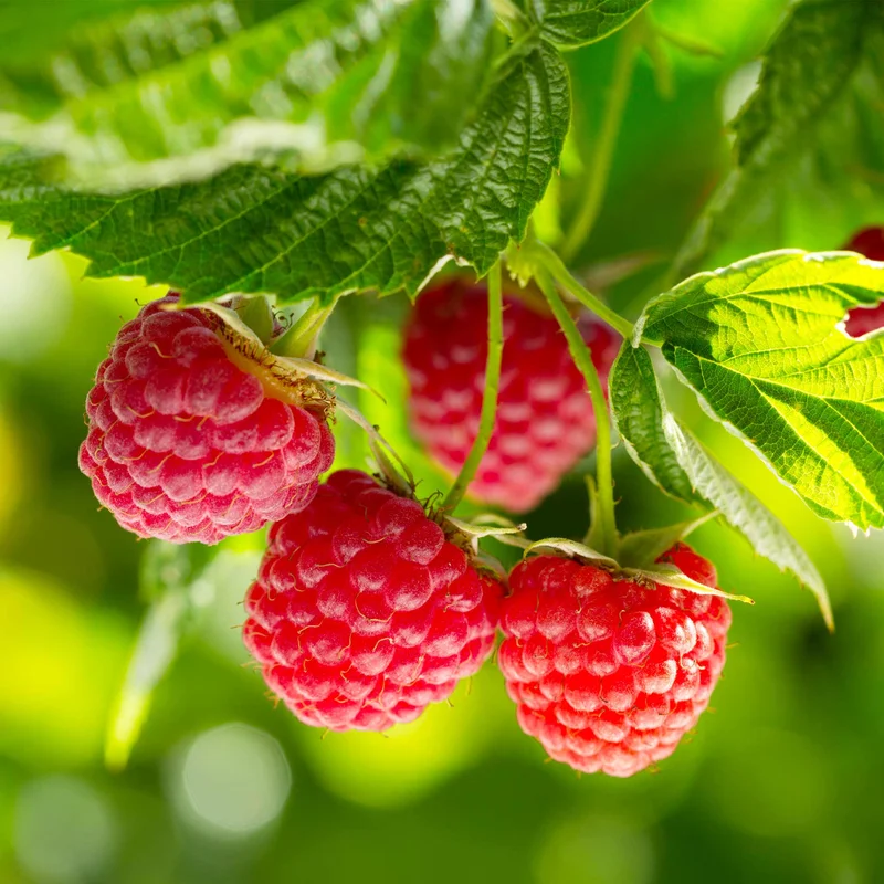 Image of Nova Red Raspberry Plant
