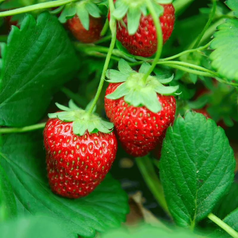 Image of Everbearing Strawberry