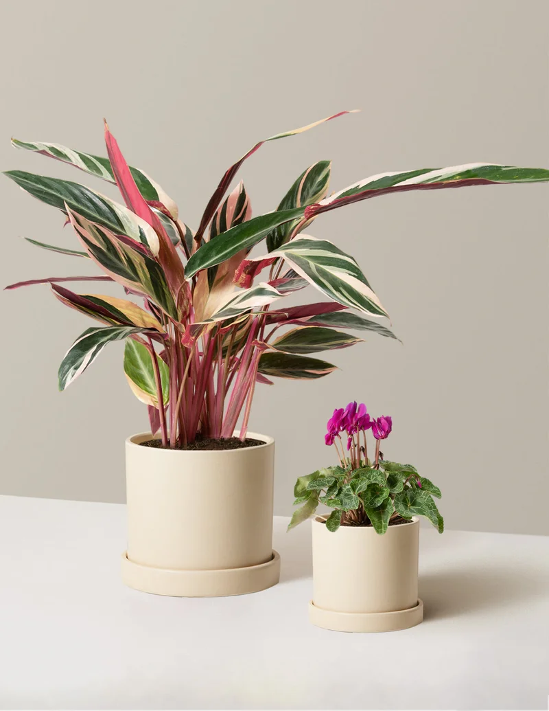 Image of Be My Valentine Duo