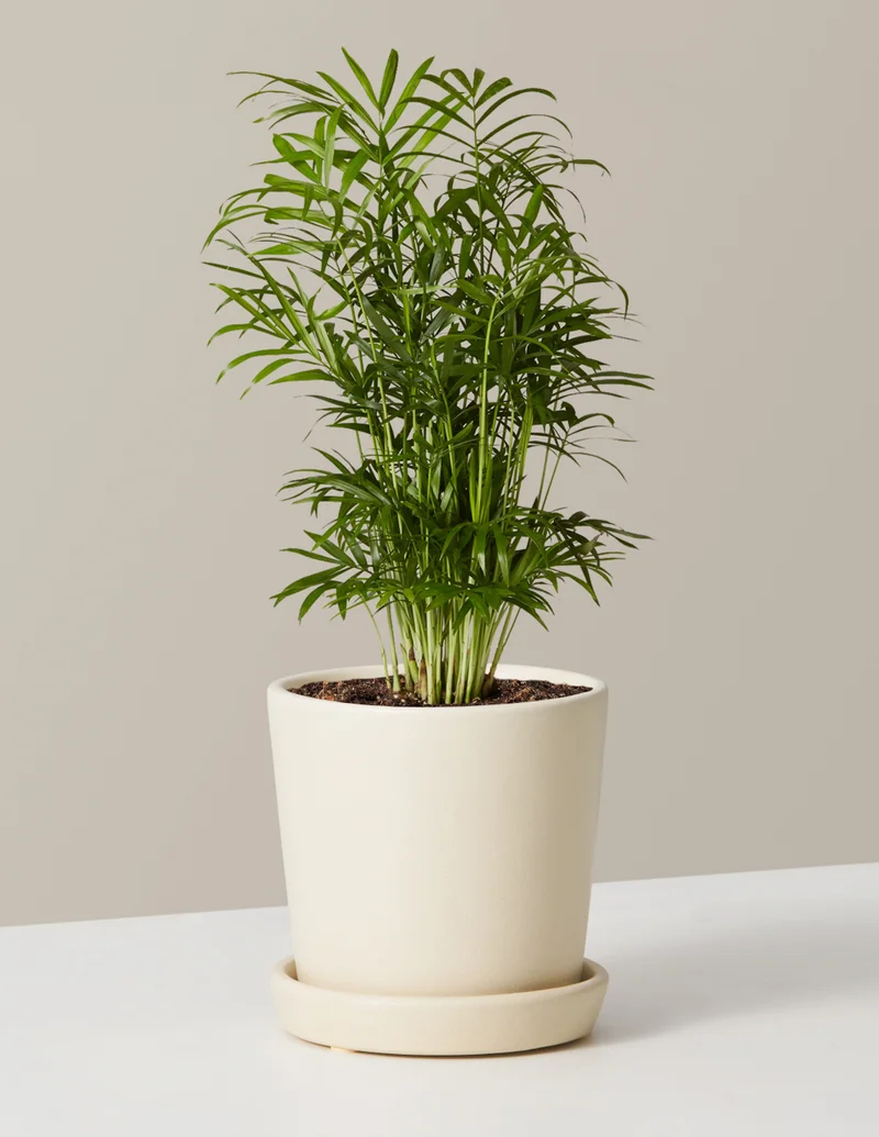 Image of Pet-Friendly Parlor Palm