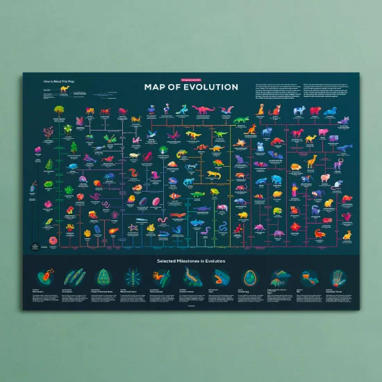 Map of Evolution Poster