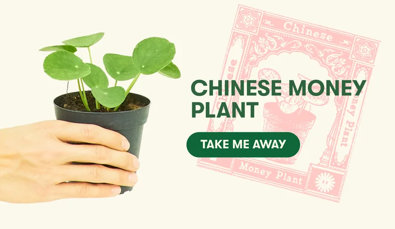 Chinese Money Plant - Take Me Away