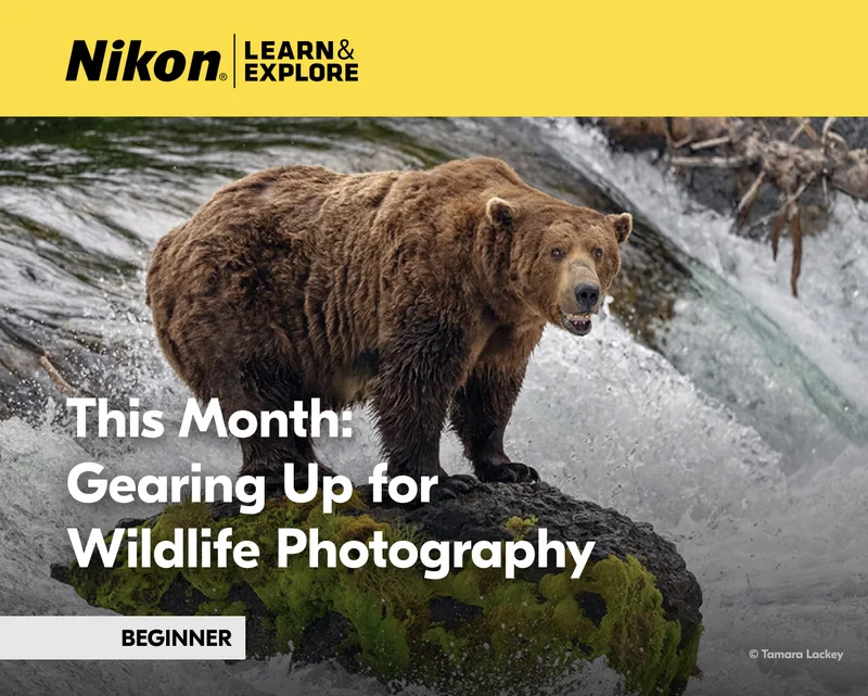 Nikon Learn and Explore | This Month: Gearing Up for Wildlife Photography