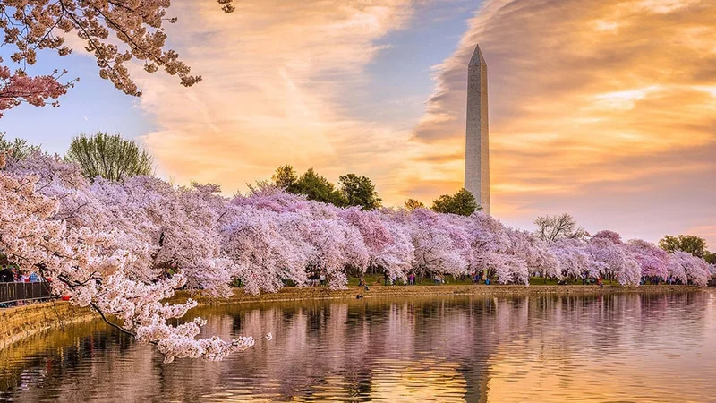 Image description: View of the Washington Monument and cherry blossoms along the Tidal Basin in Washington, D.C.