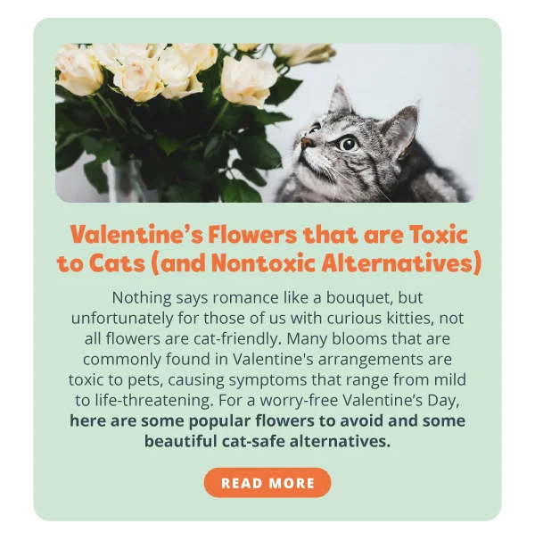 Valentine’s Flowers that are Toxic to Cats (and Nontoxic Alternatives). Nothing says romance like a bouquet, but unfortunately for those of us with curious kitties, not all flowers are cat-friendly. Many blooms that are commonly found in Valentine's arrangements are toxic to pets, causing symptoms that range from mild to life-threatening.  For a worry-free Valentine’s Day, here are some popular flowers to avoid and some beautiful cat-safe alternatives. Read more.