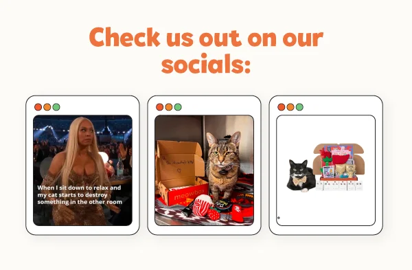 Check us out on our socials! Images of the 3 latest meowbox posts