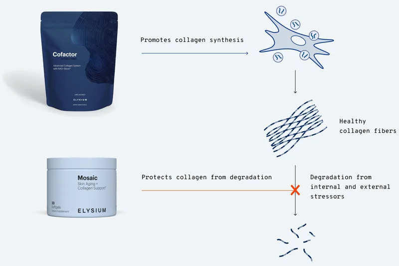 Cofactor | Promotes collagen synthesis | Healthy collagen fibers | Mosaic | Protects collagen from degradation | Degradation from internal and external stressors