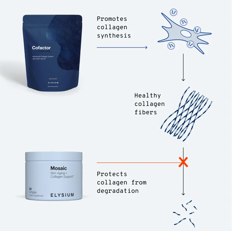 Cofactor | Promotes collagen synthesis | Healthy collagen fibers | Mosaic | Protects collagen from degradation