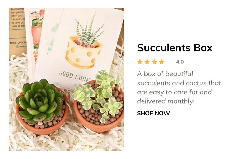 Succulents Box