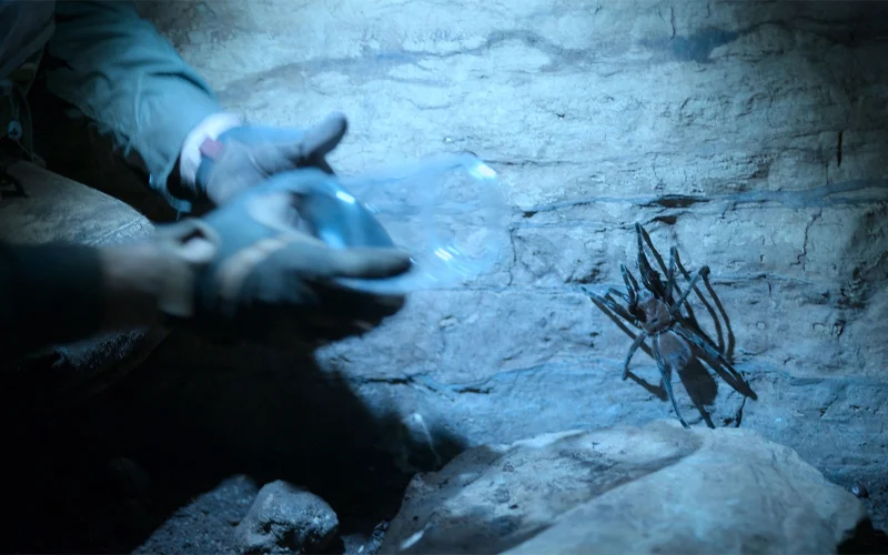 A venomous spider in a cave in Ecuador