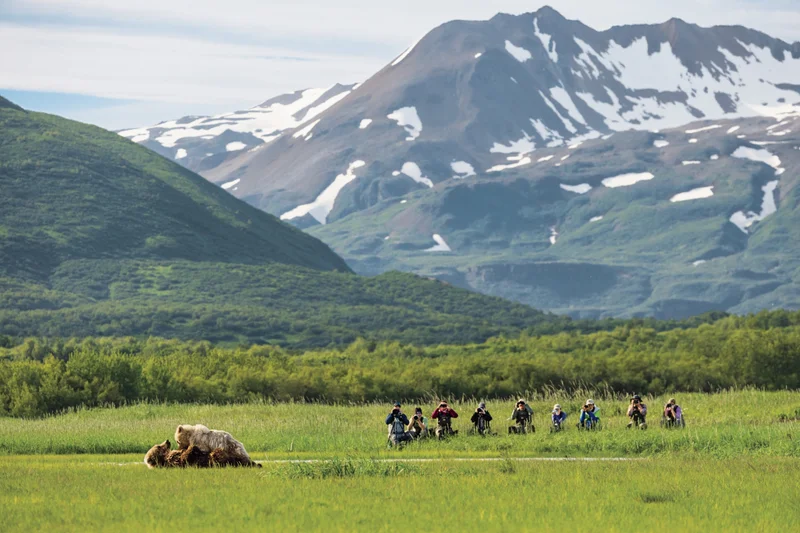 A bear walks with snowy mountains green fields that spread deep into the distance in the forground.