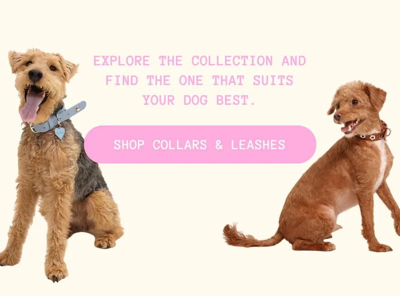 Explore the collection and find the one that suits your dog best.