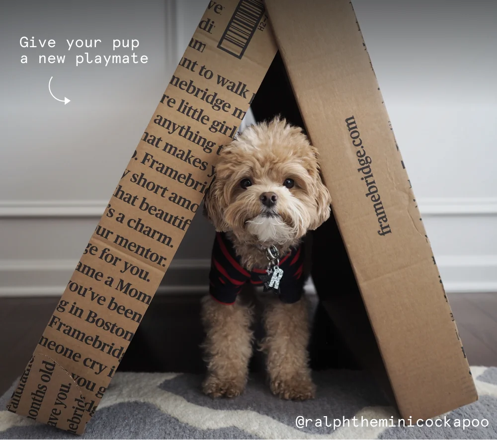 Give your pup a new toy