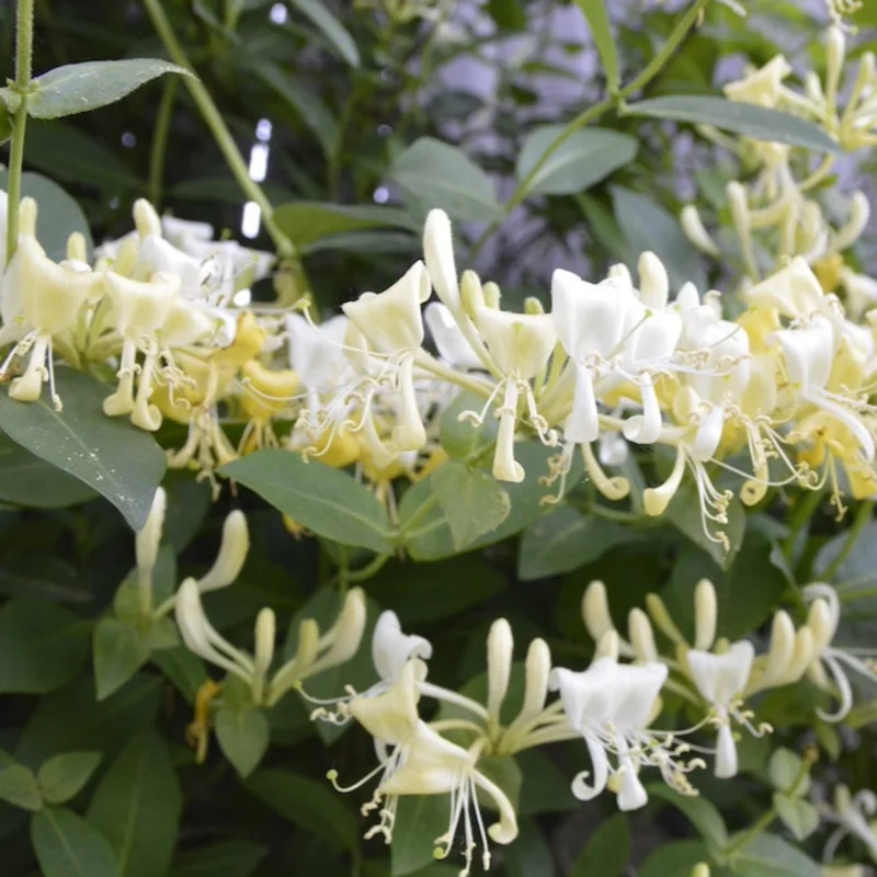 Image of 'Scentsation' Honeysuckle Vine