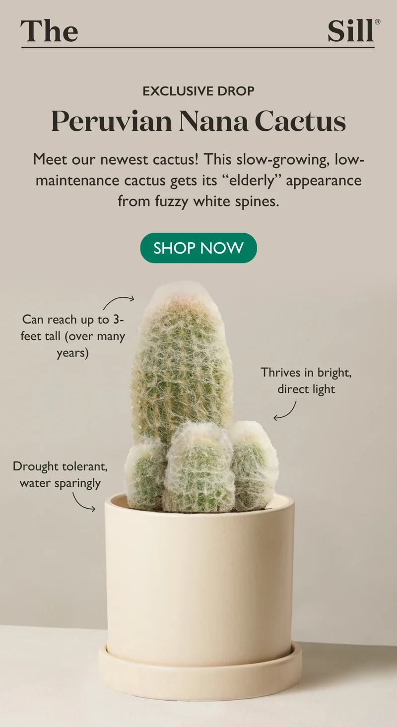 Exclusive Drop: Peruvian Nana Cactus