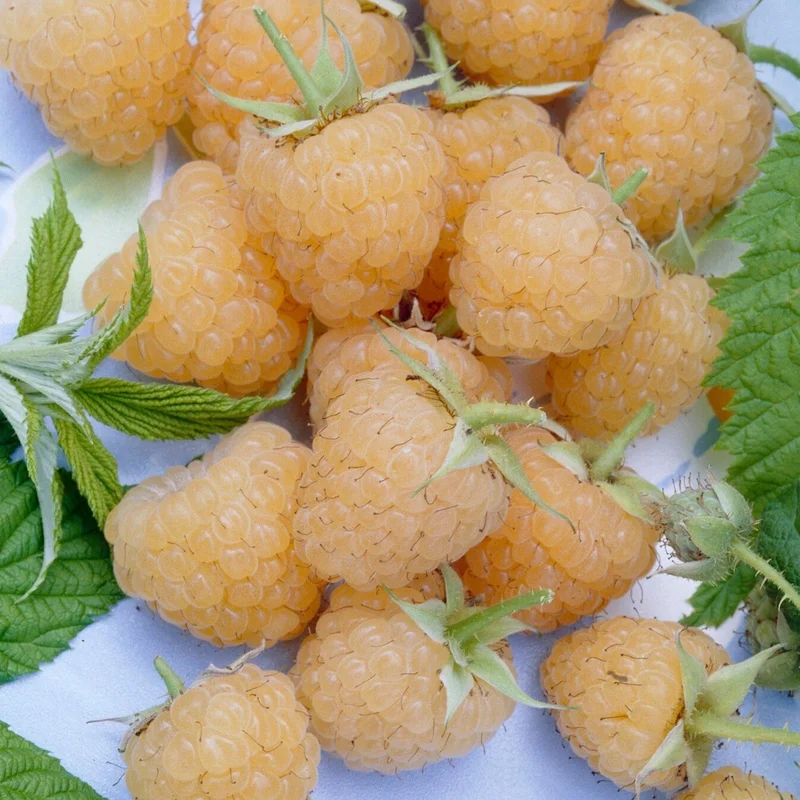 Image of Fall Gold Raspberry