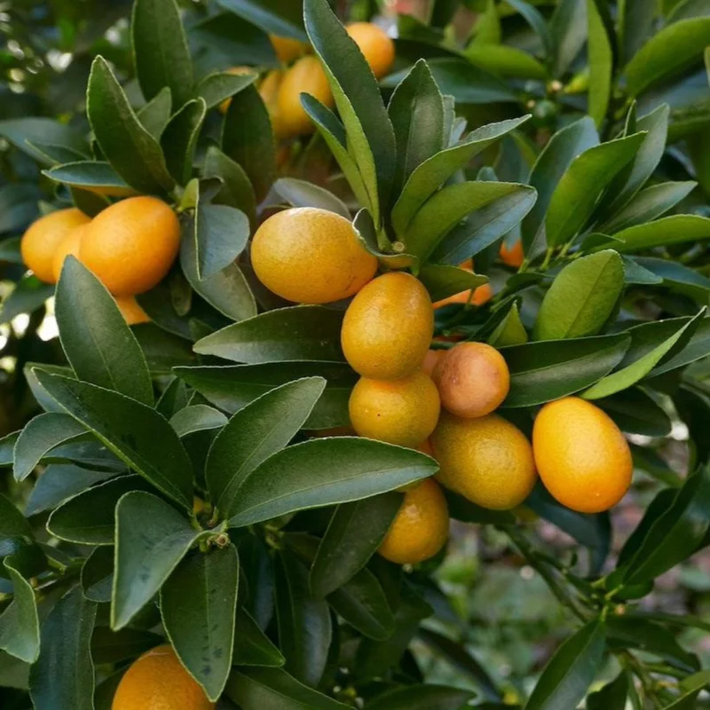 Image of Fukushu Kumquat Tree