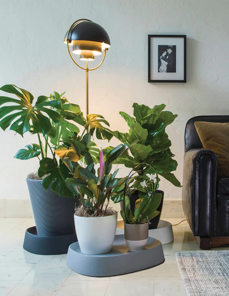 Image of Pebble Plant Caddy