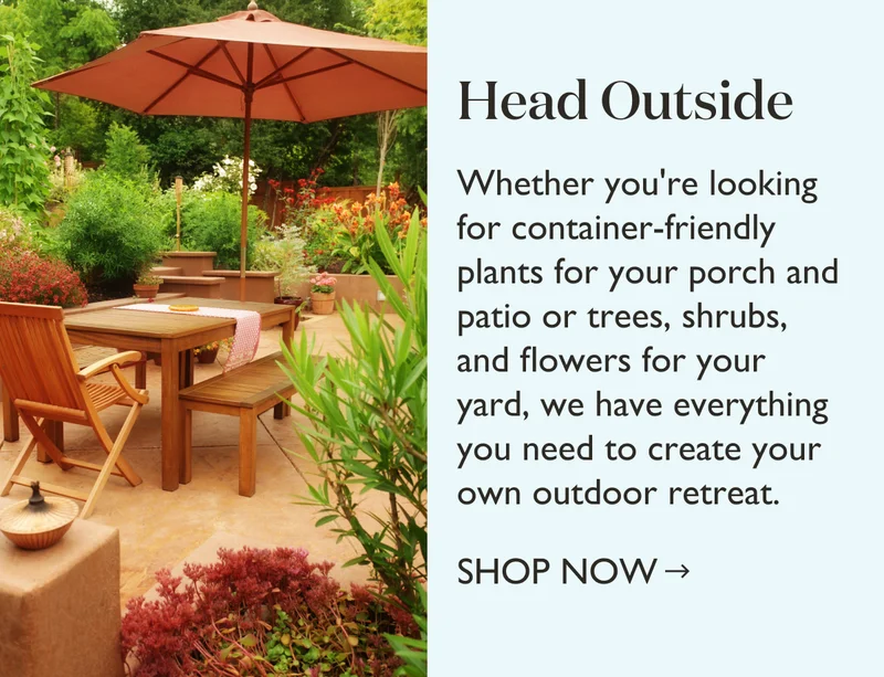 Shop Outdoor Plants for Patios, Porches, and Yards