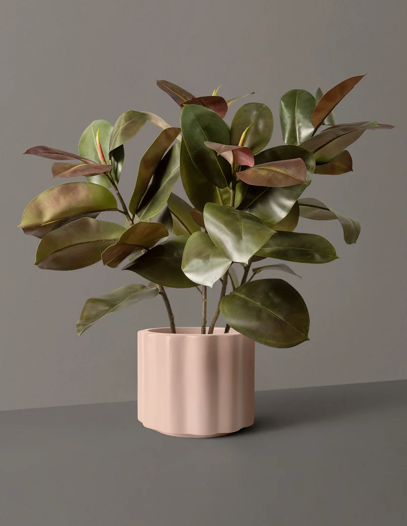 Image of Faux Rubber Tree
