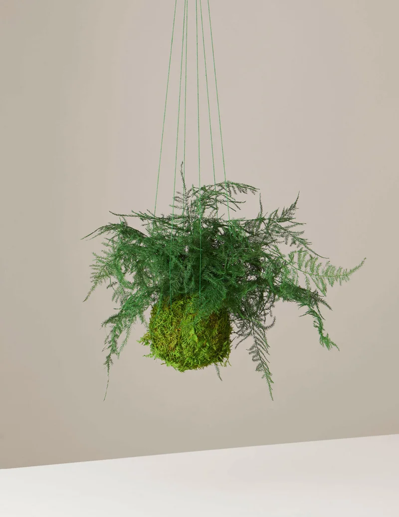 Image of Preserved Fern Kokedama