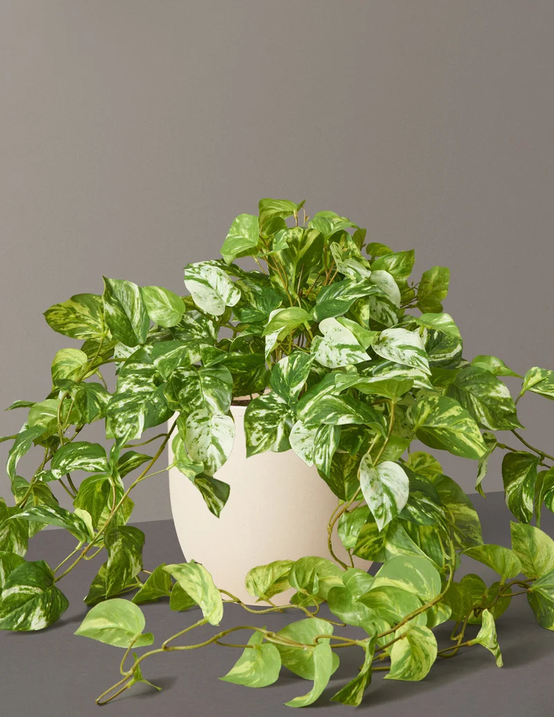 Image of Faux Pothos Plant