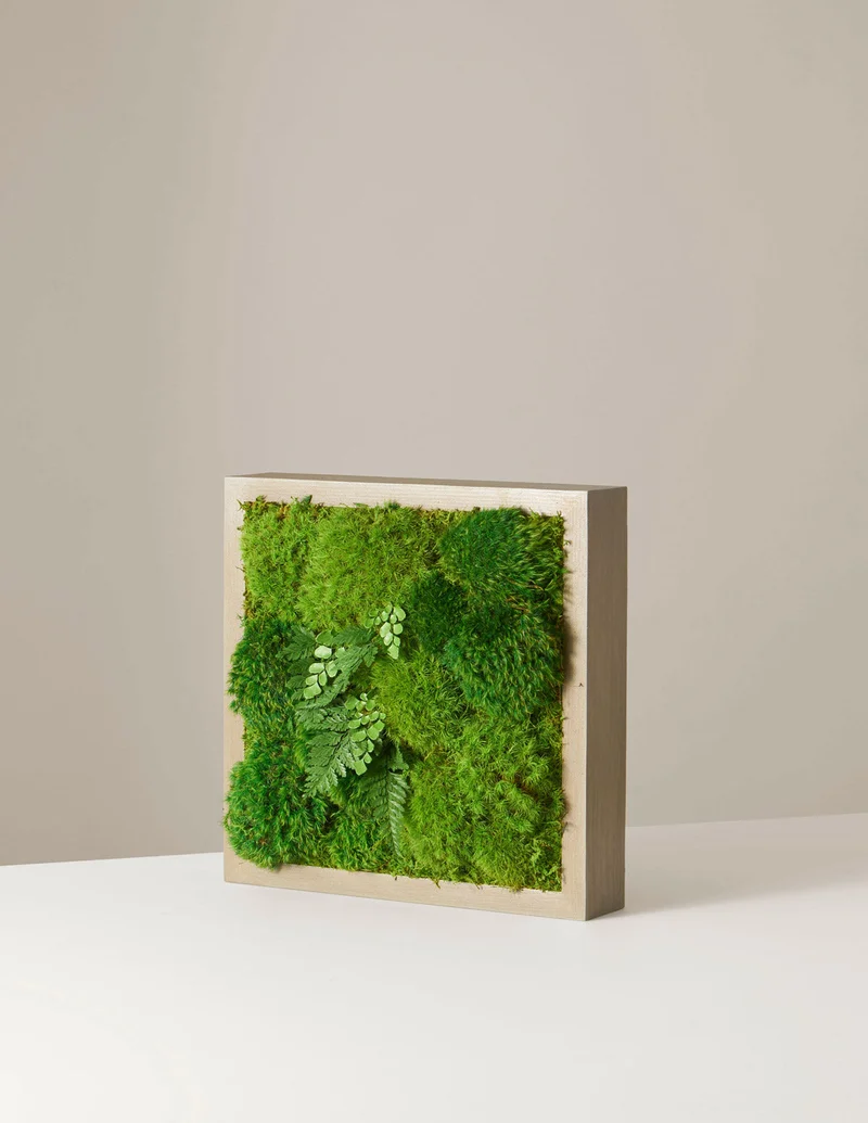 Image of Small Preserved Living Wall
