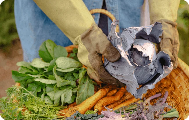 Photo of vegetables.