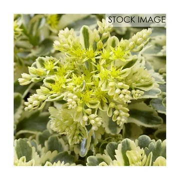 Van Zyverden Garden Succulent Atlantis Set of 1Root