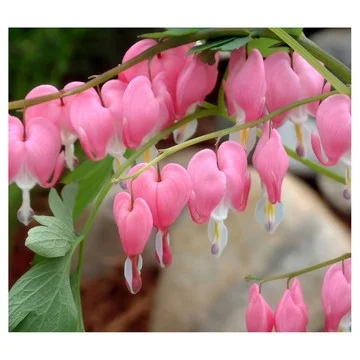 Cottage Farms 3-Piece Dwarf Bleeding Hearts