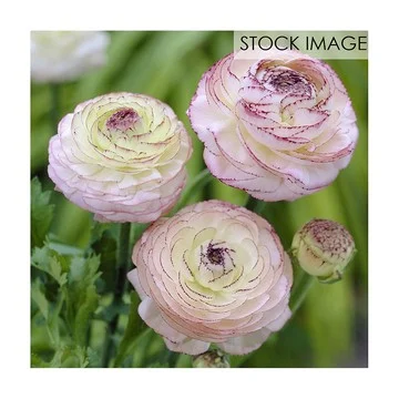 Van Zyverden Butter Cups Ranunculus Double Picotee 7 Bulbs